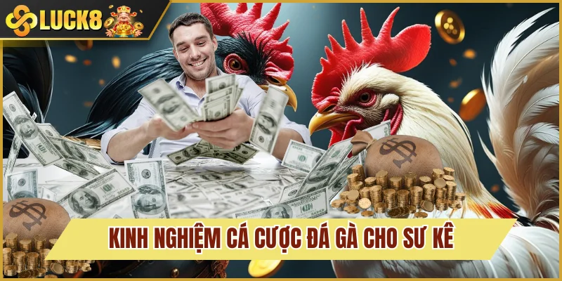 Đá Gà Luck8 5 Bí kíp xuống tiền tại các trận đá gà