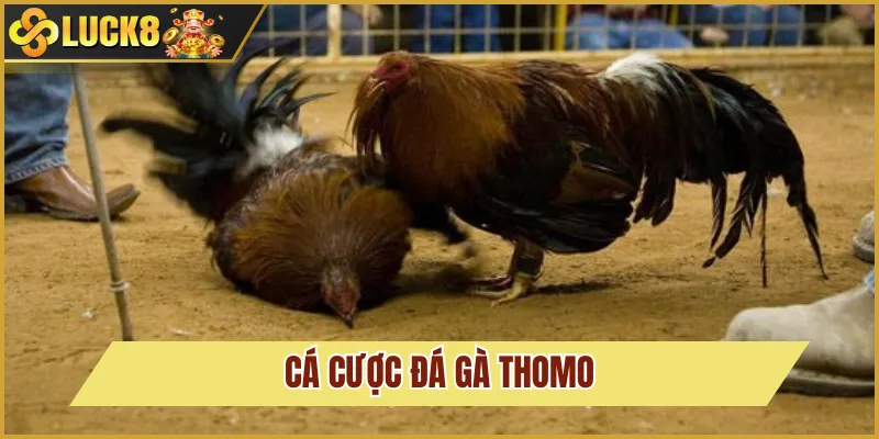 Đá Gà Thomo Và Cách Đặt Cược Cơ Bản Tại Trang Luck8 4 cá cược đá gà thomo