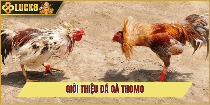 Đá Gà Thomo Và Cách Đặt Cược Cơ Bản Tại Trang Luck8 2 đá gà thomo là gì