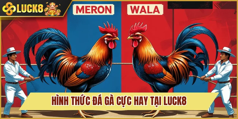 Đá Gà Luck8 3 Hình thức chọi gà đẳng cấp tại nhà cái