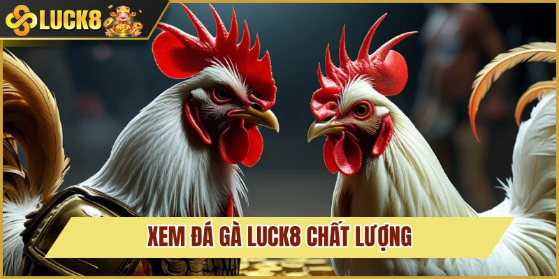 Đá Gà Luck8 1 Khám phá sảnh đá gà Luck8 hấp dẫn đỉnh cao