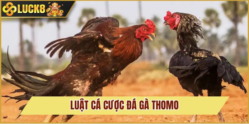 Đá Gà Thomo Và Cách Đặt Cược Cơ Bản Tại Trang Luck8 5 quy tắc cược đá gà thomo