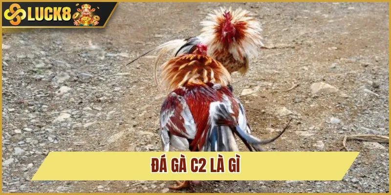 Đá Gà C2 Là Gì? Trải Nghiệm Cá Cược Tại Nhà Cái Luck8 2 tổng quan đá gà C2